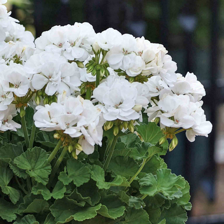 Geranium Upright Collection