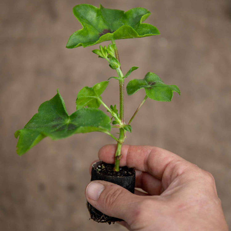 Geranium Upright Collection