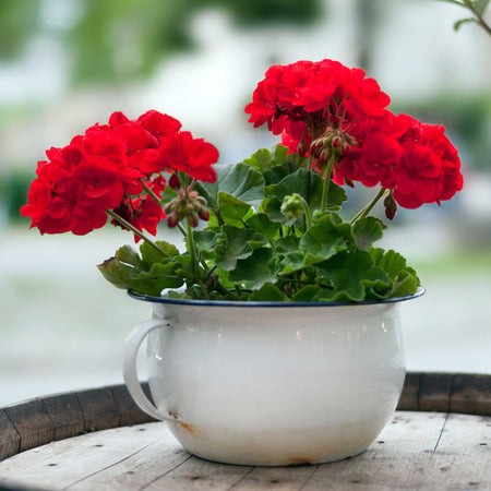 Geranium Plant 'Palladium Best Red F1'