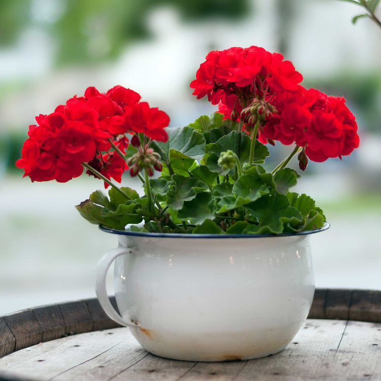 Geranium Plant 'Palladium Best Red F1'
