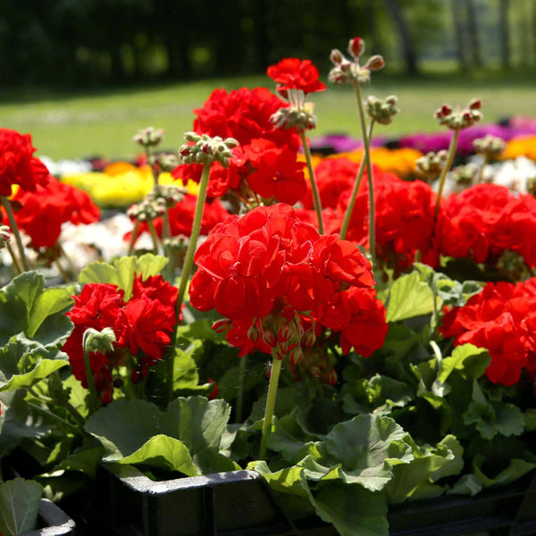 Geranium Plant 'Palladium Best Red F1'