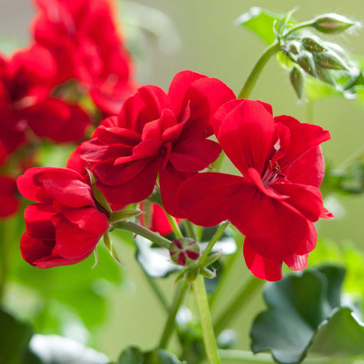 Geranium Plant 'Palladium Best Red F1'