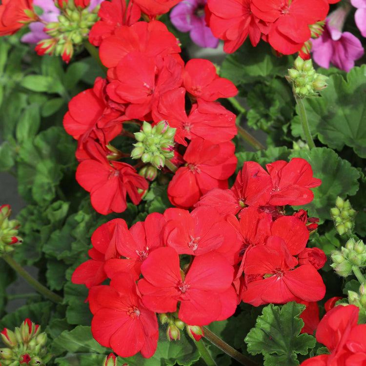 Geranium Plant 'Palladium Best Red F1'