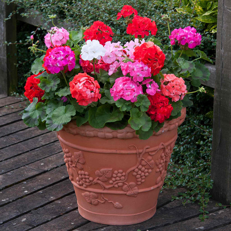 geranium potting mix Geranium Plant 'Palladium F1 Mixed'