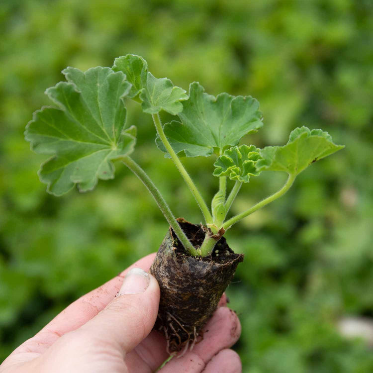 Geranium Plant 'Apple Blossom'