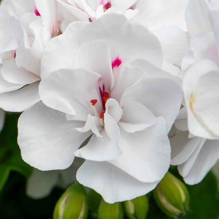 Geranium 'Sunflair Evita White'