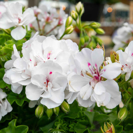 Geranium 'Sunflair Evita White'