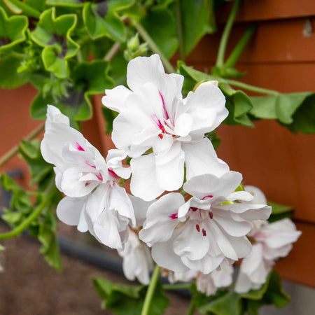 Geranium 'Sunflair Evita White'