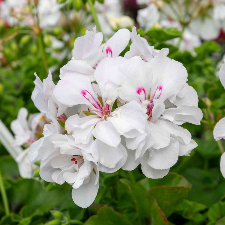 Geranium 'Sunflair Evita White'