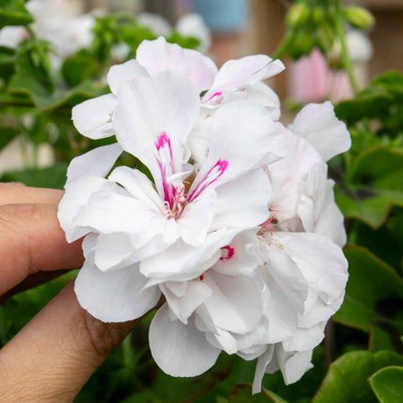 Geranium 'Sunflair Evita White'