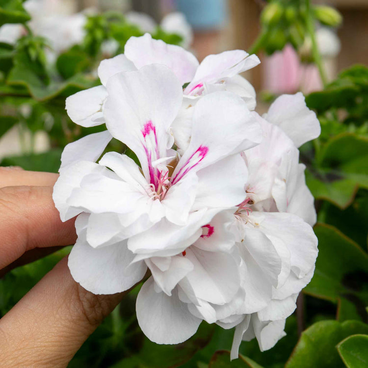 Geranium 'Sunflair Evita White'