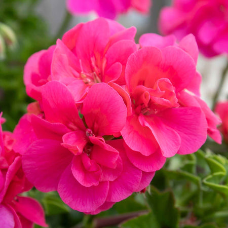 Geranium 'Sunflair Linda Pink'