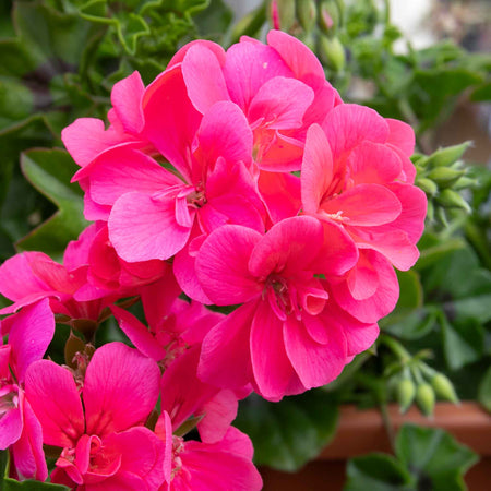 Geranium 'Sunflair Linda Pink'