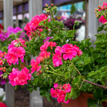 Geranium 'Sunflair Linda Pink'