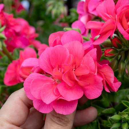 Geranium 'Sunflair Linda Pink'