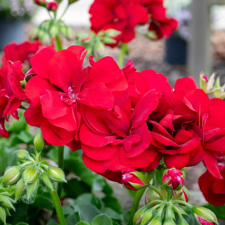 Geranium 'Sunflair Paula Red'