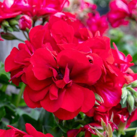 Geranium 'Sunflair Paula Red'