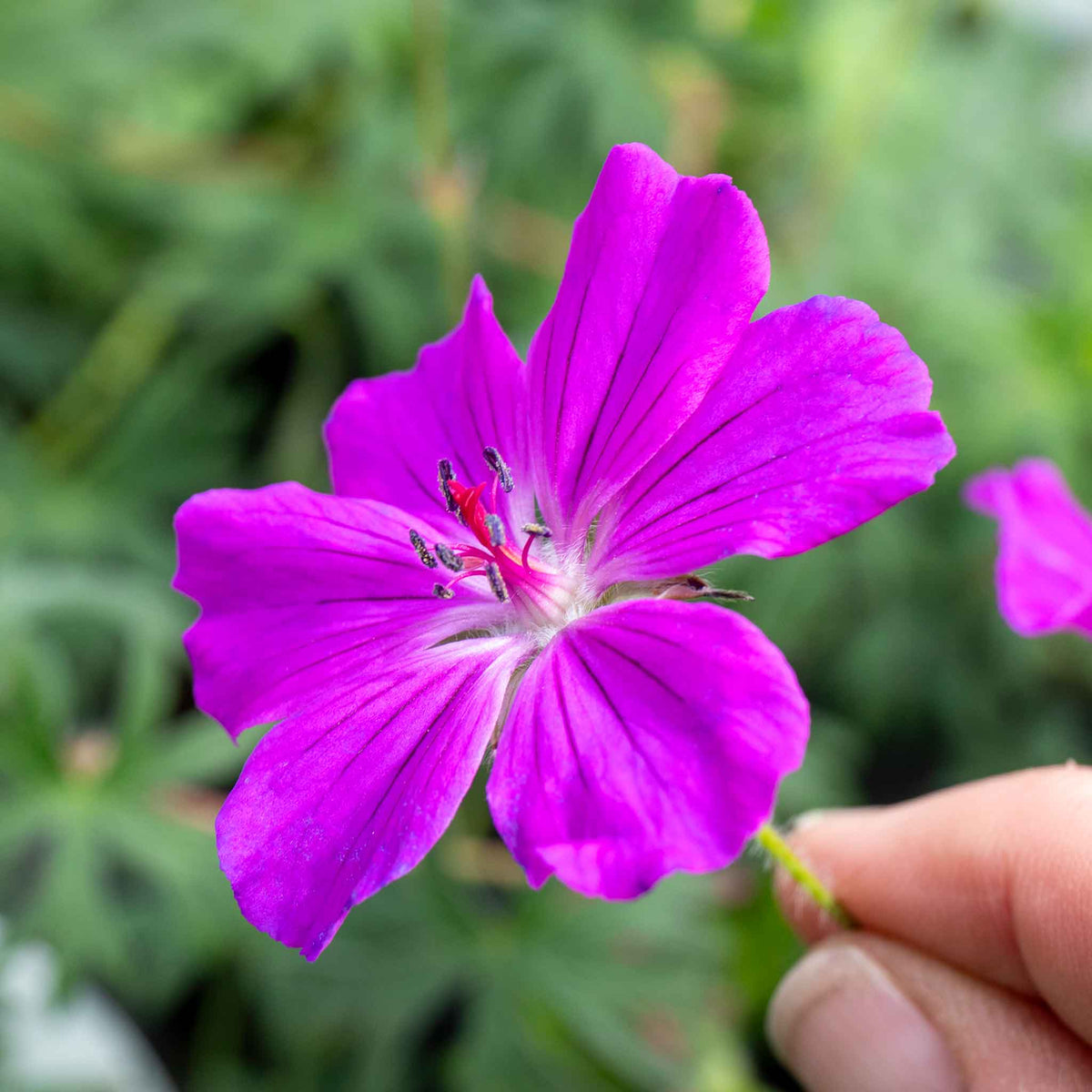 Geranium 'Tiny Monster' | Marshalls Garden