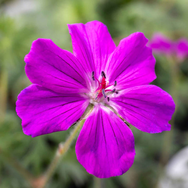 Geranium 'Tiny Monster'