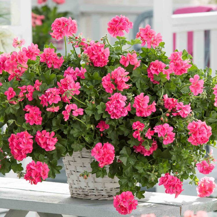 Geranium Plant 'Sunflair Linda Pink'