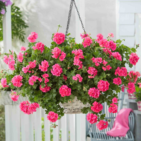 Geranium Plant 'Sunflair Linda Pink'