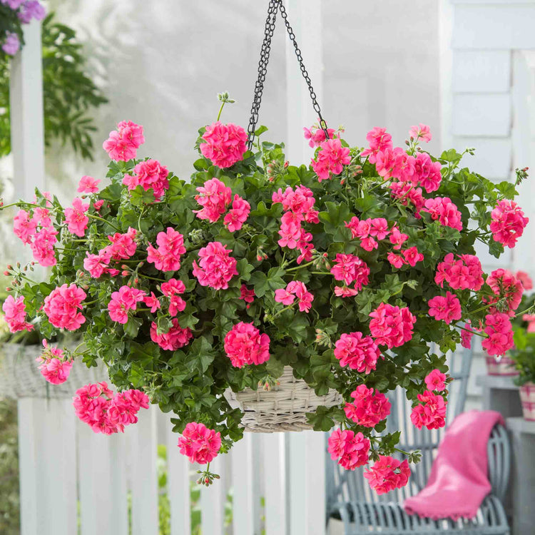 Geranium Plant 'Sunflair Linda Pink'