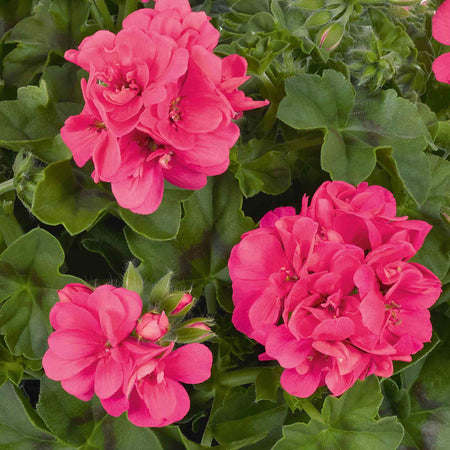 Geranium Plant 'Sunflair Linda Pink'