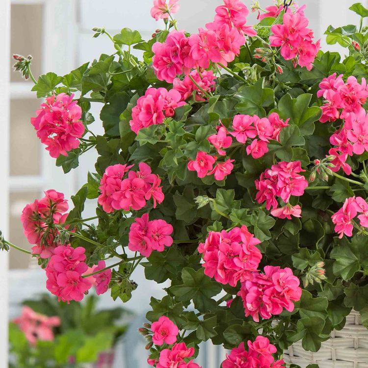 Geranium Plant 'Sunflair Linda Pink'