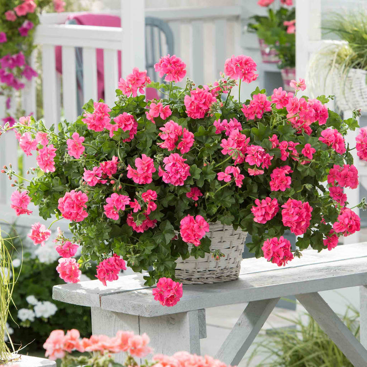 Geranium Plant 'Sunflair Linda Pink'