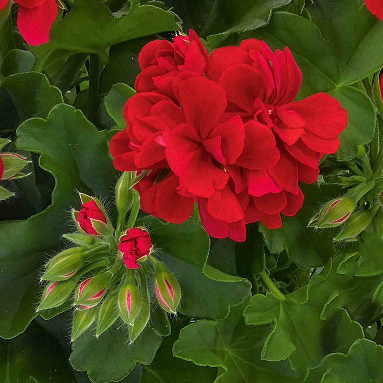 Geranium Plant 'Sunflair Paula Red'