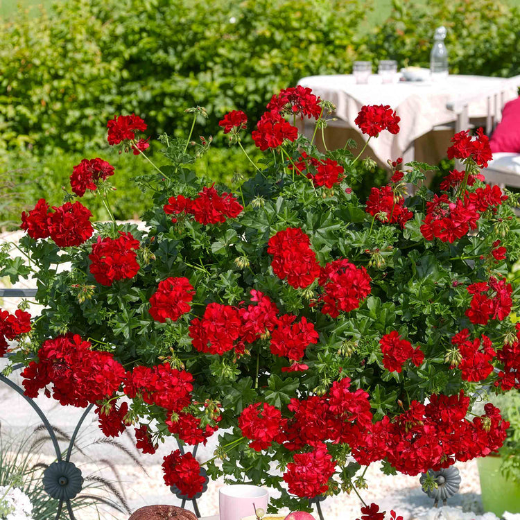 Geranium Plant 'Sunflair Paula Red'