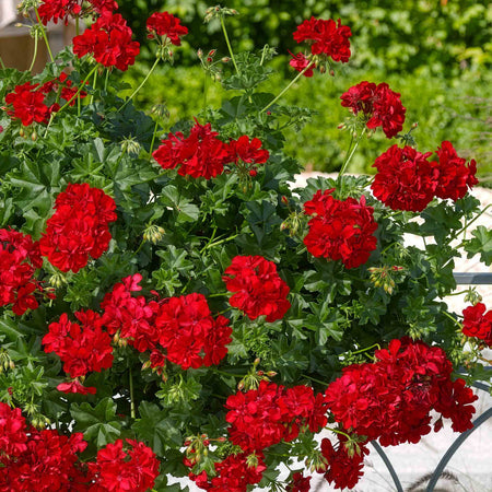 Geranium Plant 'Sunflair Paula Red'