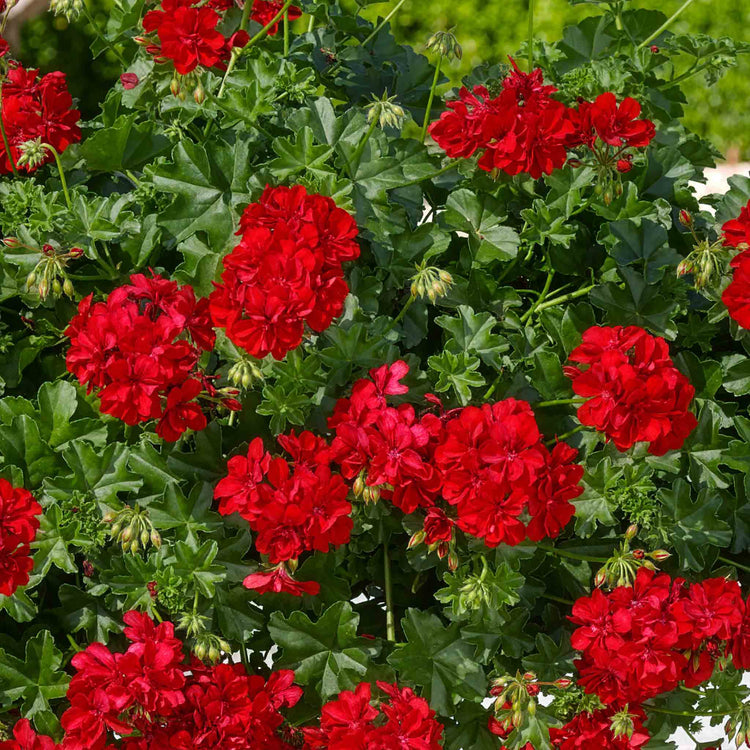 Geranium Plant 'Sunflair Paula Red'