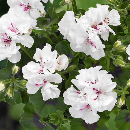 Geranium Plant 'Sunflair Eva White'