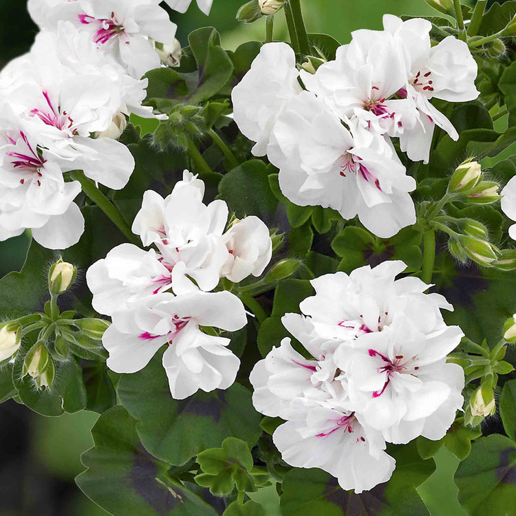 Geranium Plant 'Sunflair Eva White'