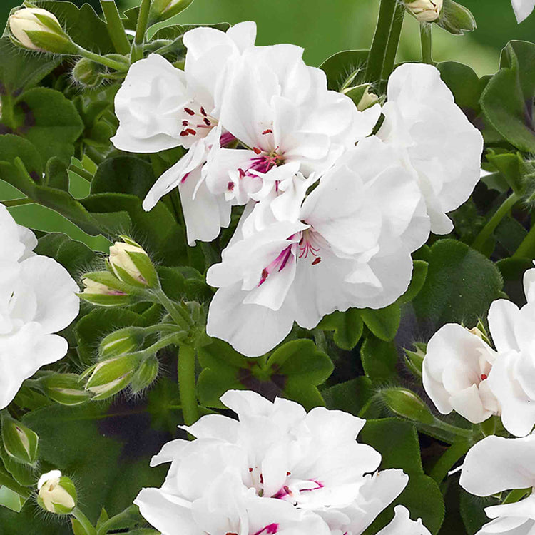 Geranium Plant 'Sunflair Eva White'