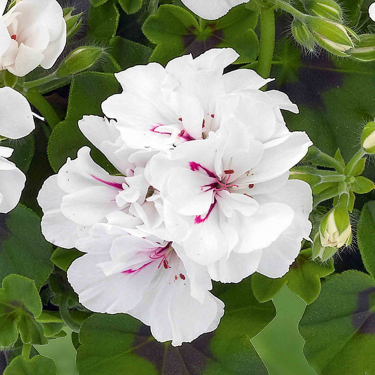 Geranium Plant 'Sunflair Eva White'