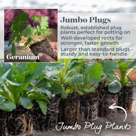 Geranium Plant 'Rozanne'