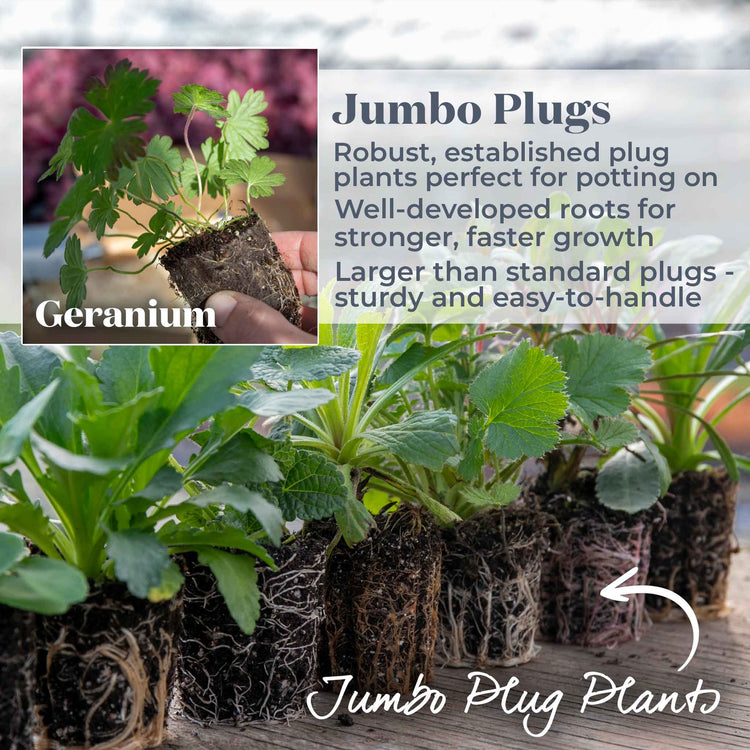 Geranium Plant 'Rozanne'