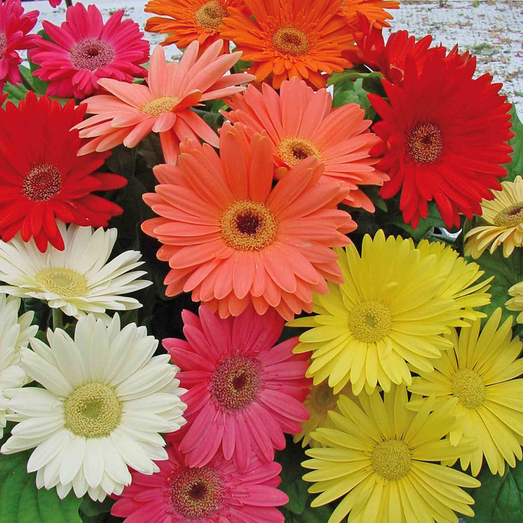 Gerbera Plant 'Mega Revolution'