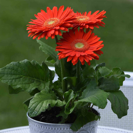 Gerbera Plant 'Mega Revolution'
