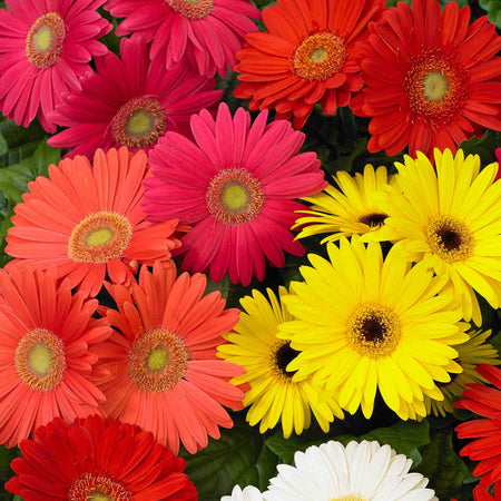 Gerbera Plant 'Mega Revolution'