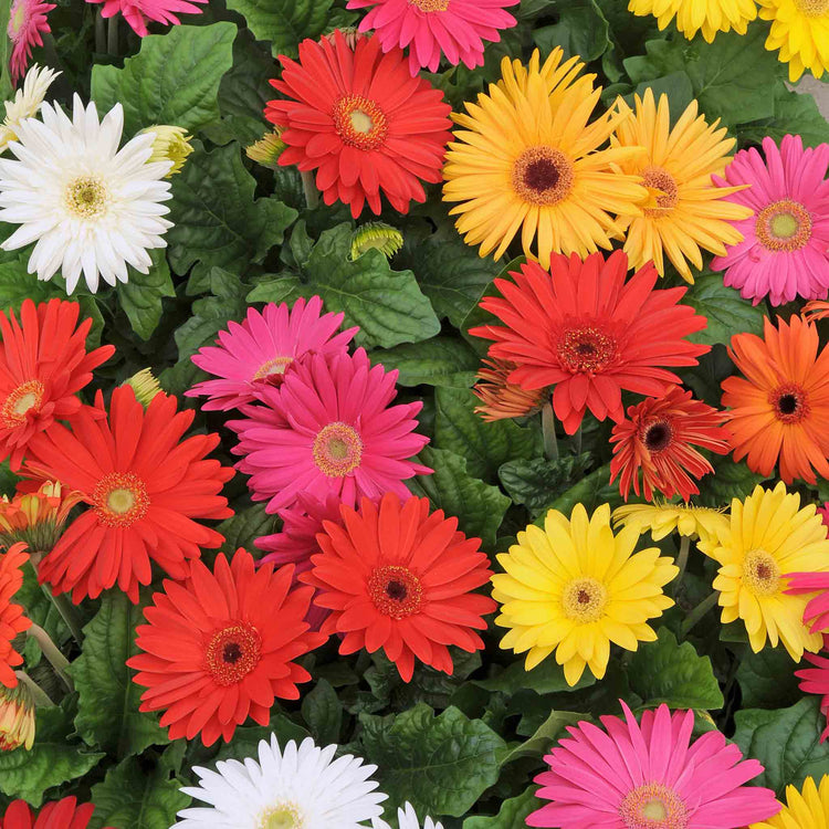 Gerbera Plant 'Mega Revolution'