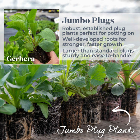 Gerbera Plant 'Garvinea Sweet Love'