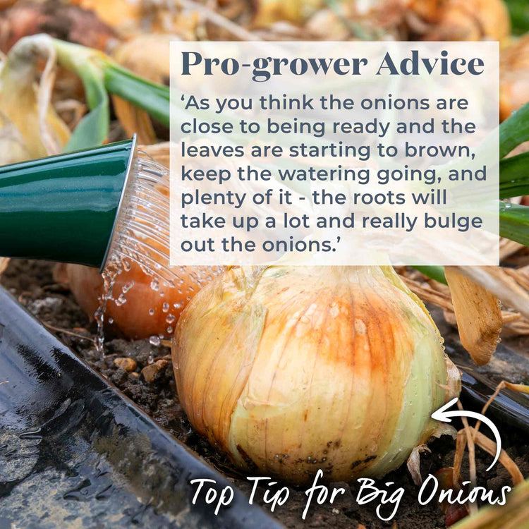 Onion Plant 'Sturon'