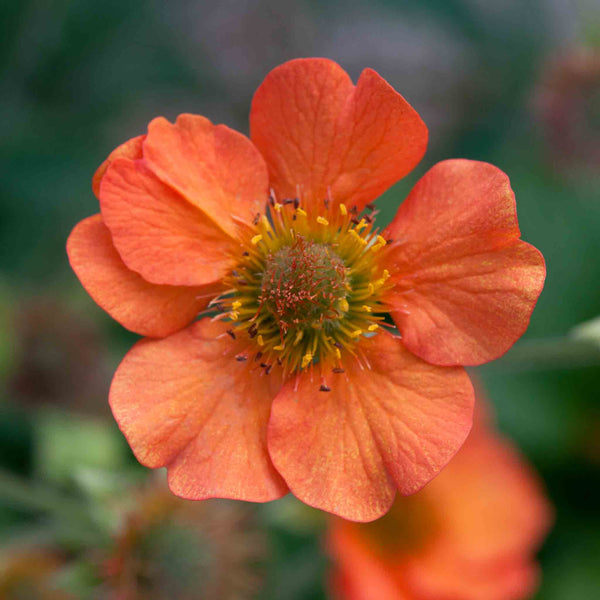 Geum Plant 'Totally Tangerine'