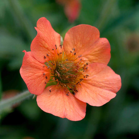 Geum Plant 'Totally Tangerine'