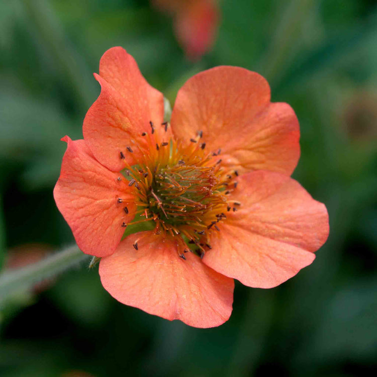 Geum Plant 'Totally Tangerine'