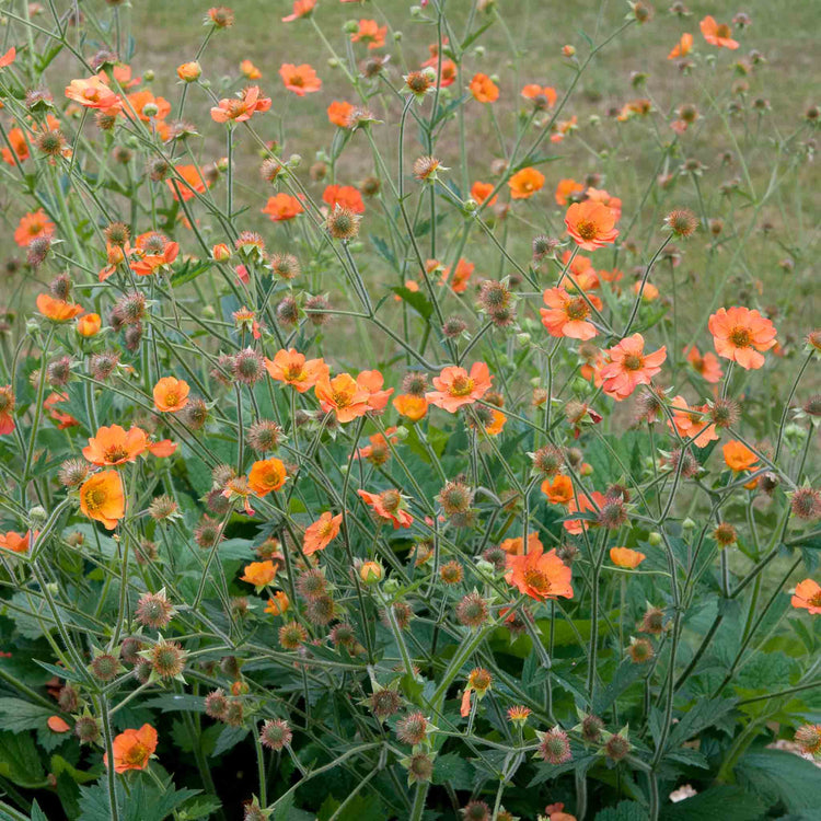 Geum Plant 'Totally Tangerine'