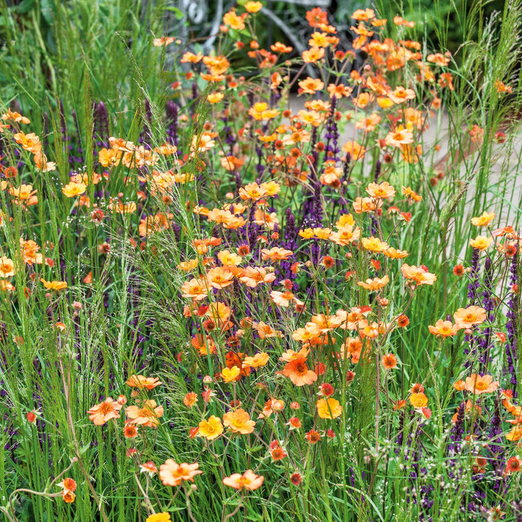 Geum 'Totally Tangerine'